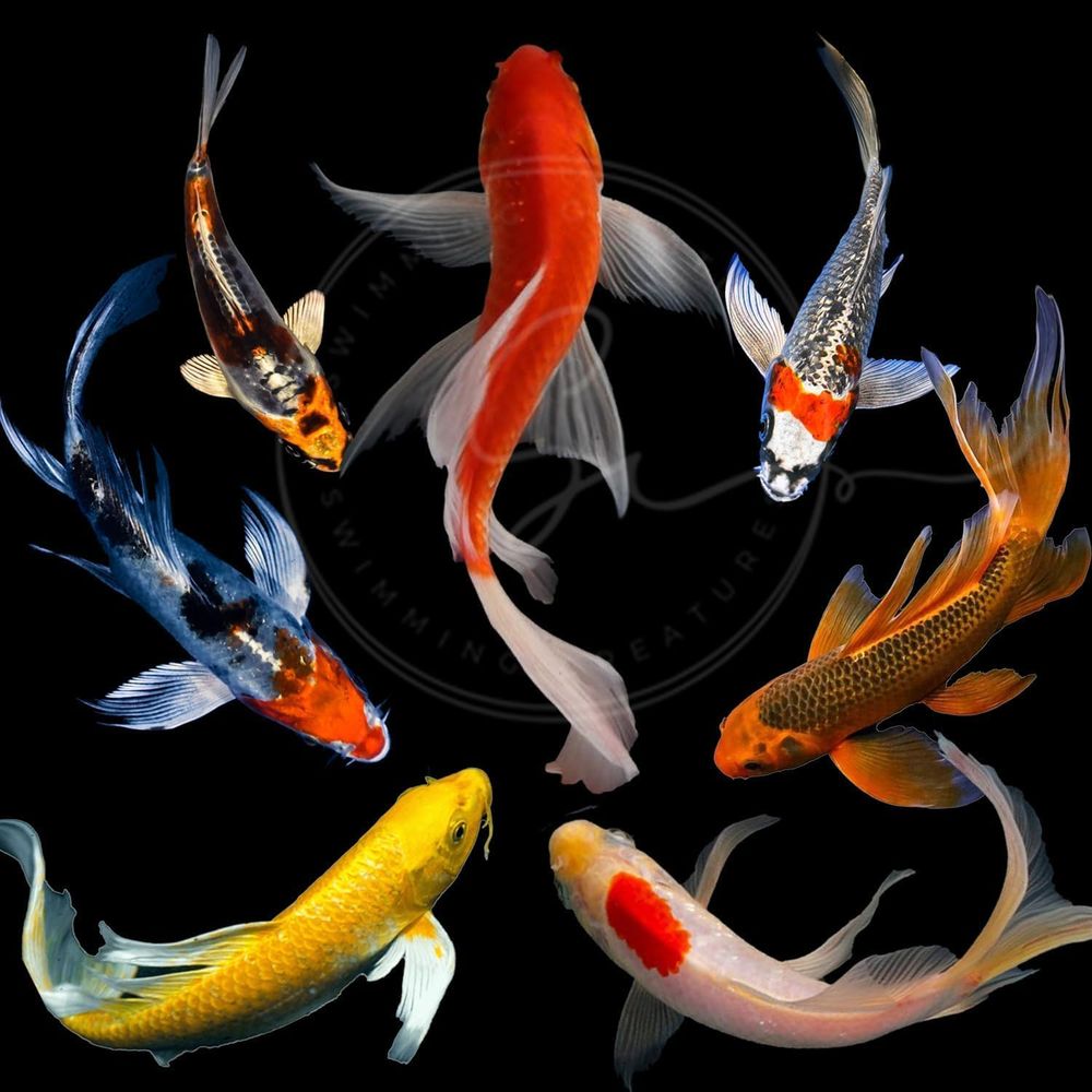 Peixes Koi Vivos em Cores Sort - Aquarium Fish Pond avaliação e preço