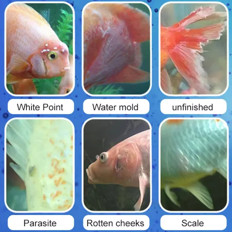 Tratamento de doenças de peixe - Aquarium Fish Saltwater avaliação e preço