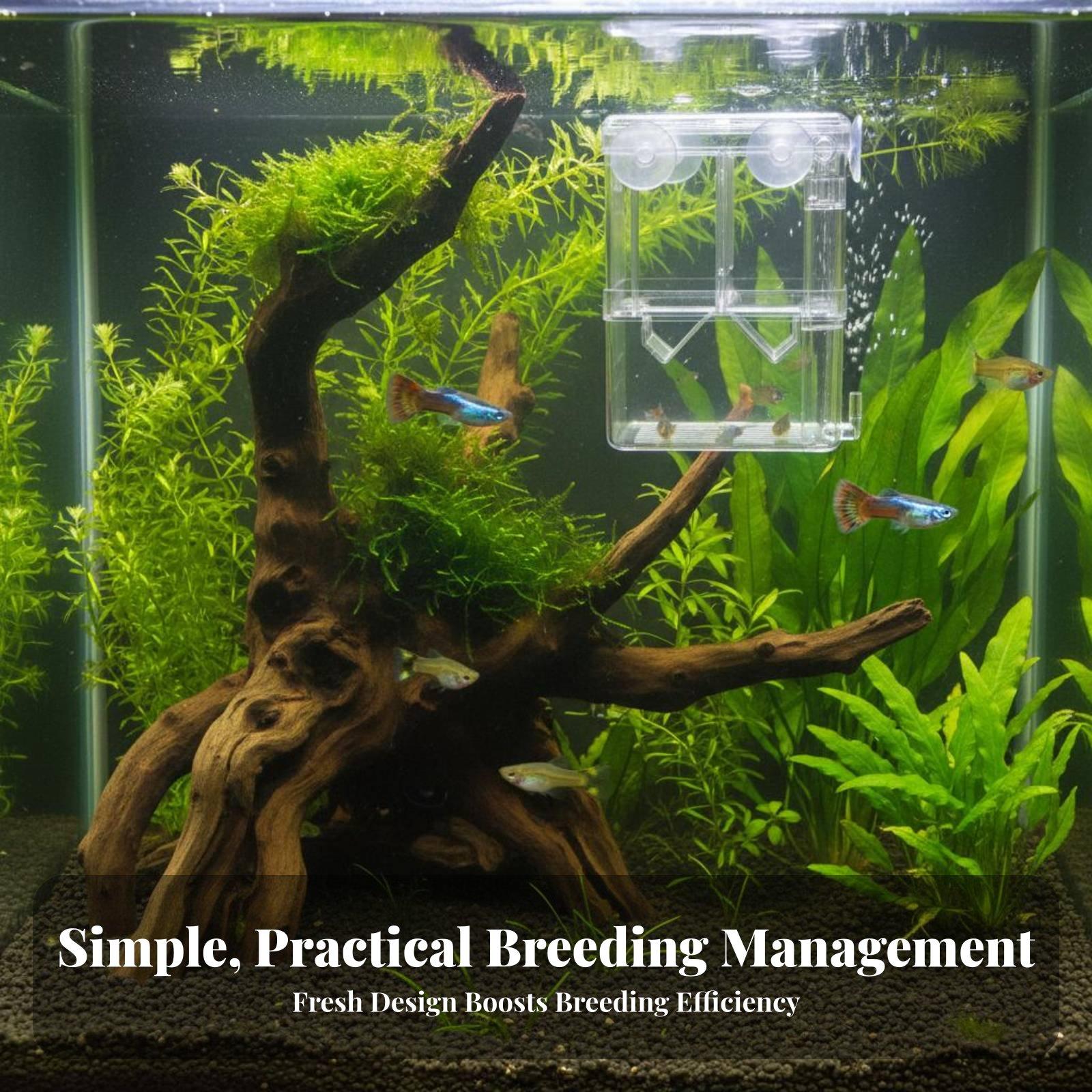 Caixa de Criação Transparente  - Aquarium Fish In avaliação e preço